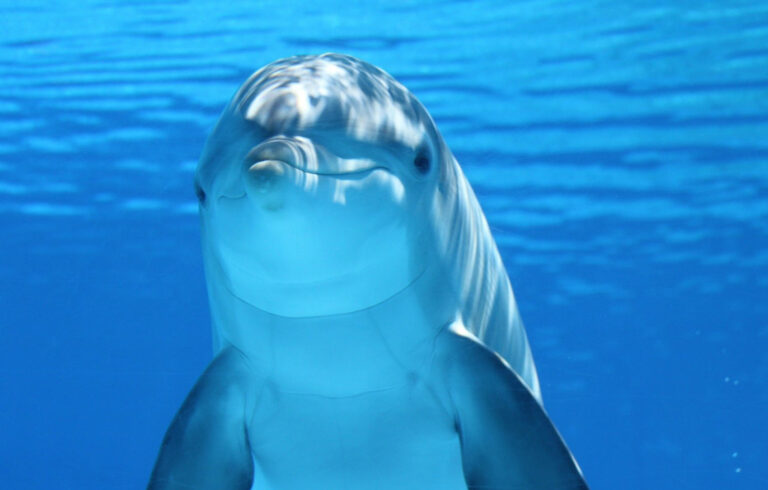 Runde 356: Wir lieben Flipper!