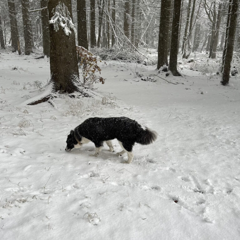 10$-Goodie: Wer ist ein guter Hund? Scout ist ein guter Hund!