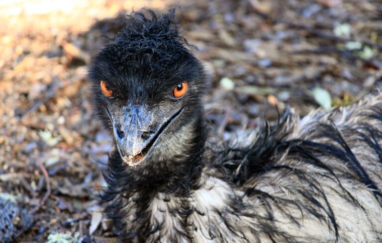 10 Euro Goodie: Emu vs. Huhn: Wer ist der coolere Dinosaurier?