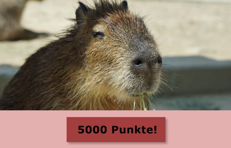 Das Capybara-Quiz!